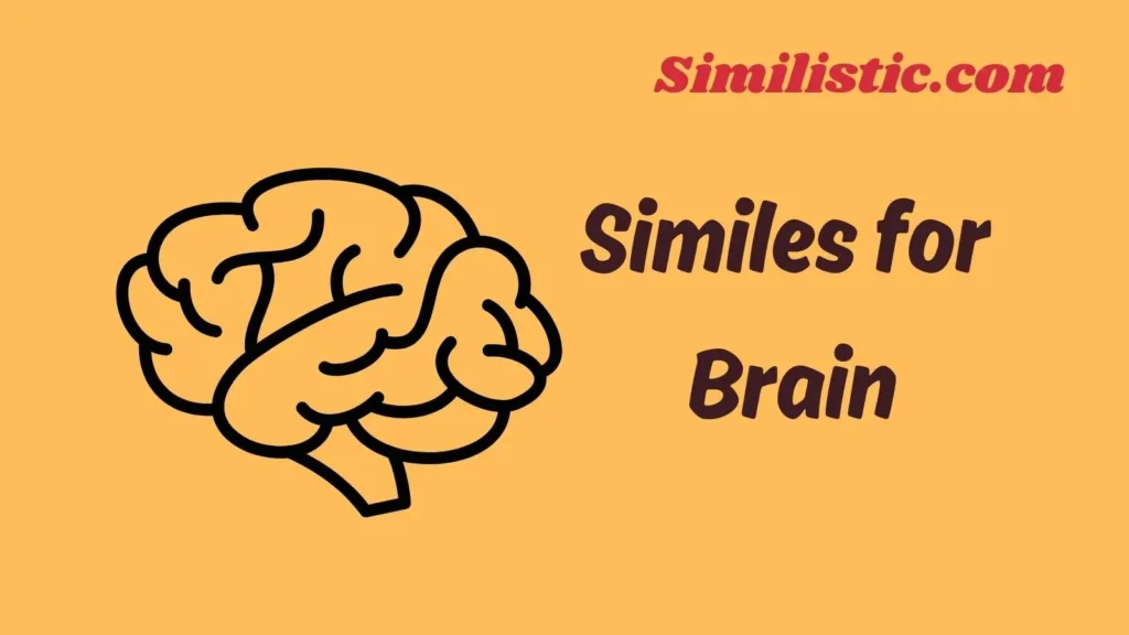 Similes for Brain