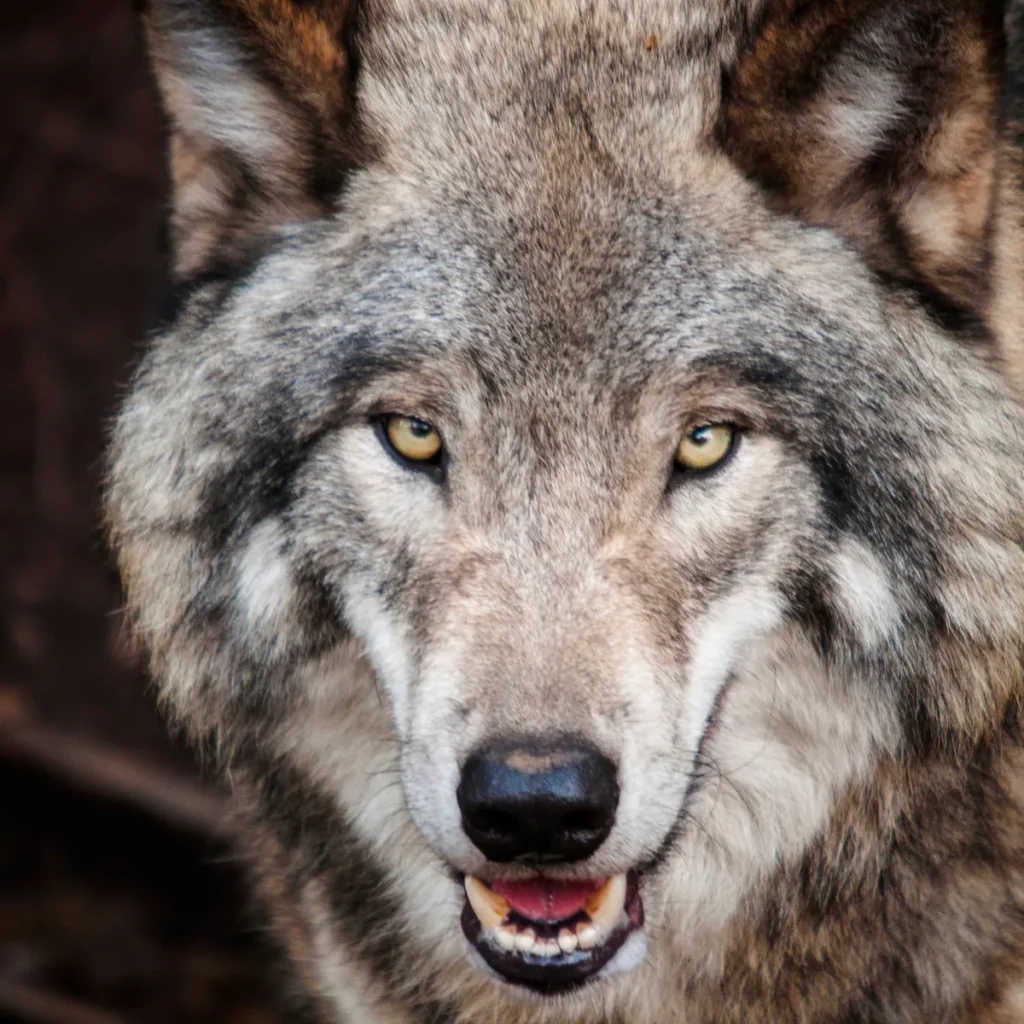 as cunning as a wolf-similes for wolf