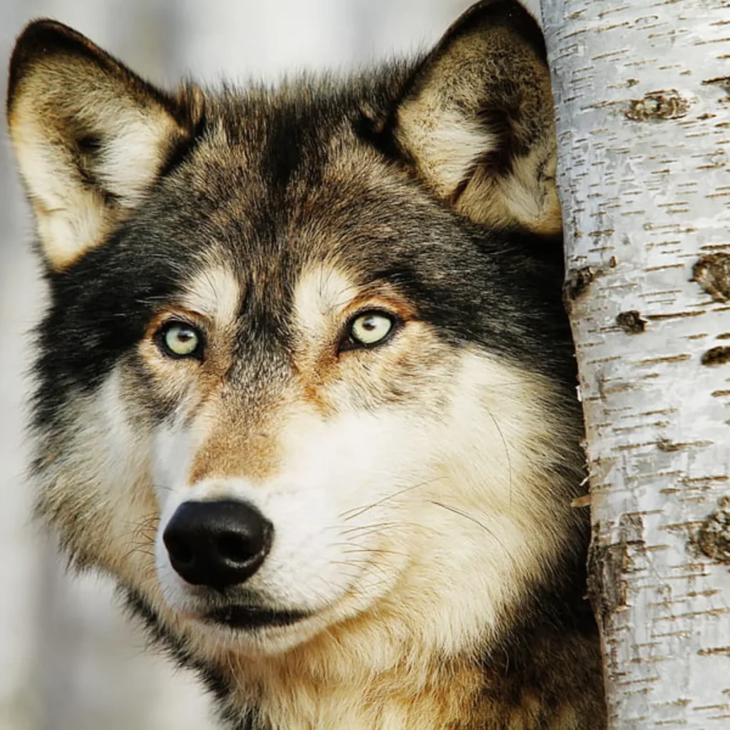 As wild as a lone wolf-comparisons about wolf