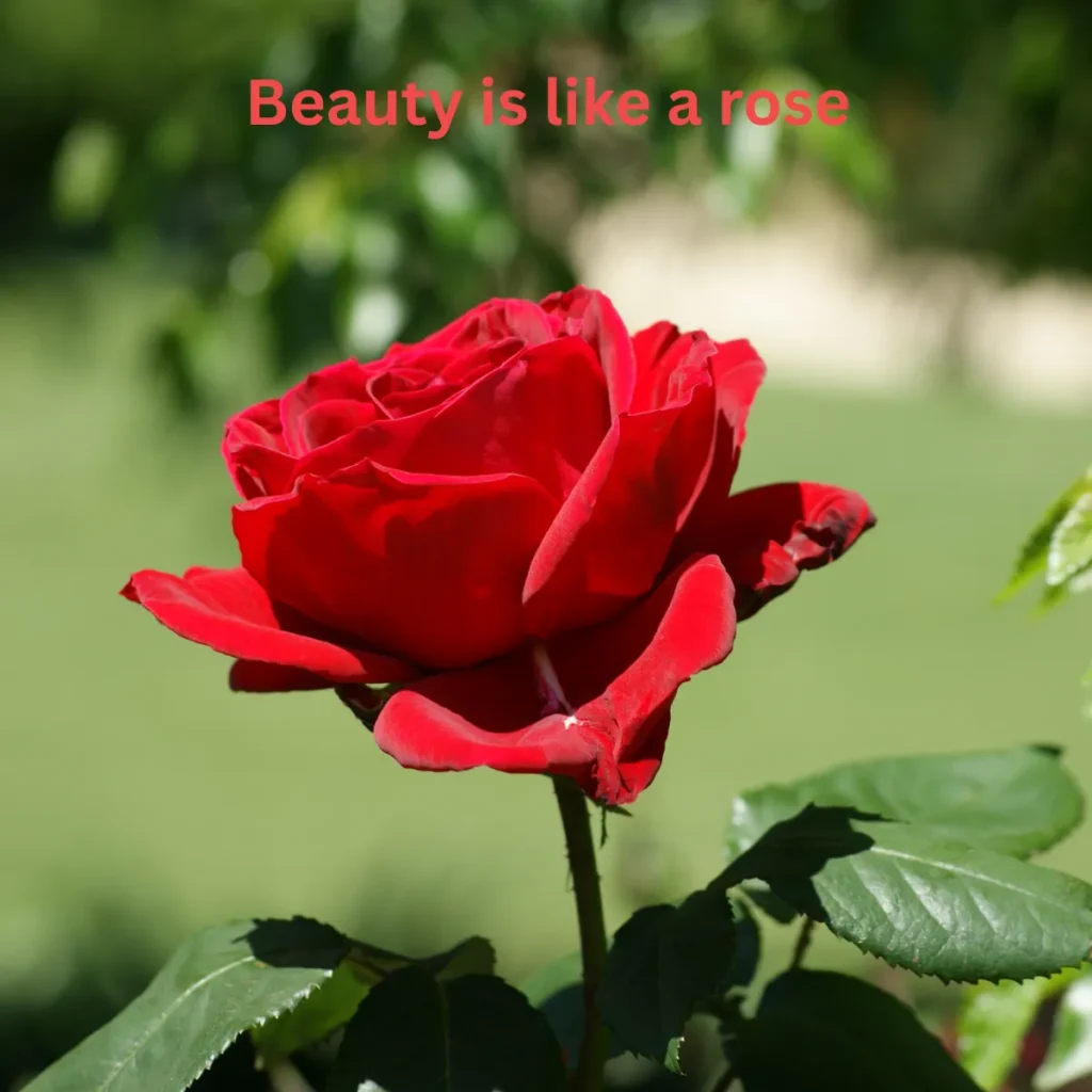Beauty is like a rose