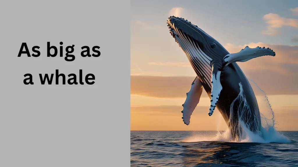 As big as a whale